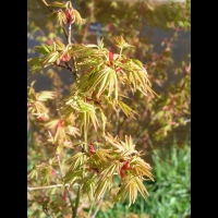 Acer palmatum cv Hoshi Kuzu (fam Aceracees) (4)